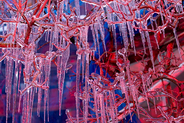 CHARLOTTE WIIG Photography