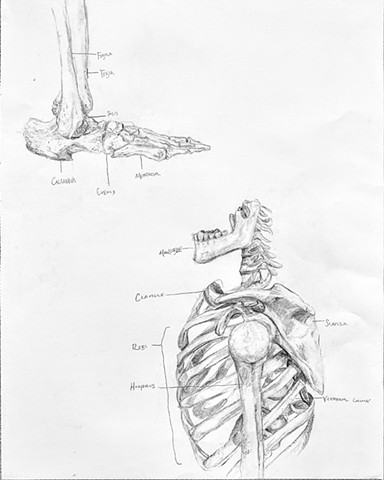 Skeletal Study