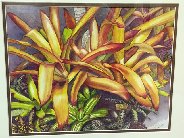 Orange Bromeliads