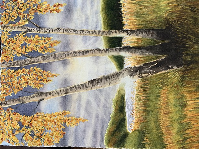 Sunlit Birches