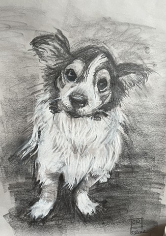 charcoal drawing of small,fluffy dog