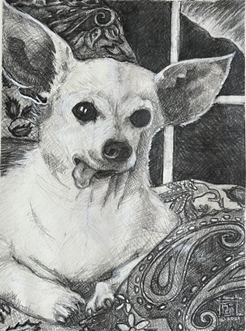 a commissioned drawing of a Chihuahua, graphite on paper