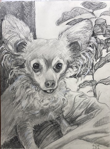 a commissioned drawing of a Chihuahua, graphite on paper