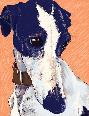 Galgo no. 1