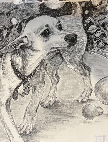 a commissioned drawing of a Chihuahua, graphite on paper