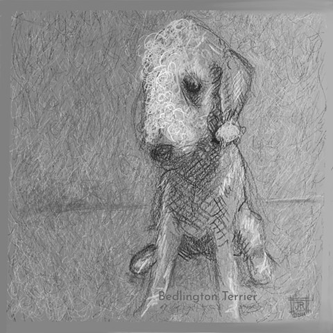 a pencil drawing of a Bedlington Terrier dog