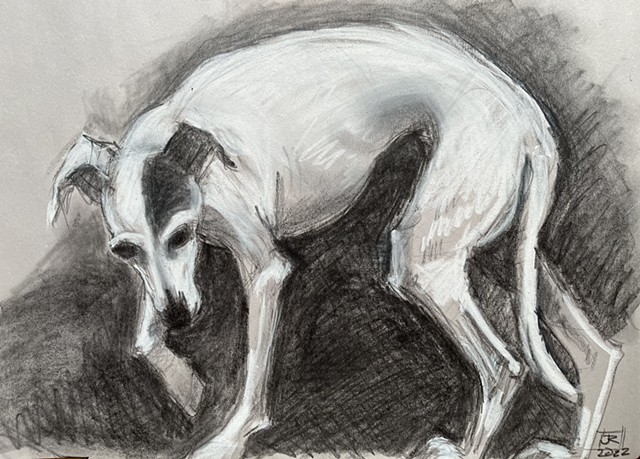 a charcoal drawing of an Italian Greyhound dog 