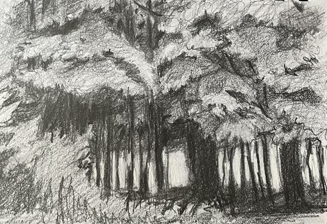 woods, black and white, graphite, plein air pencil drawing