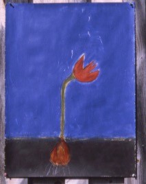 Tulip