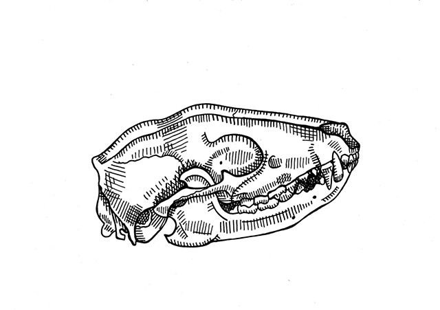 Raccoon Skull