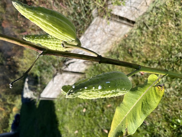 In Situ Polyculture Commons (ISPC) Residency