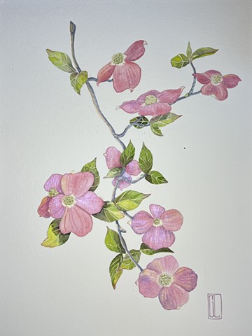 Dogwood