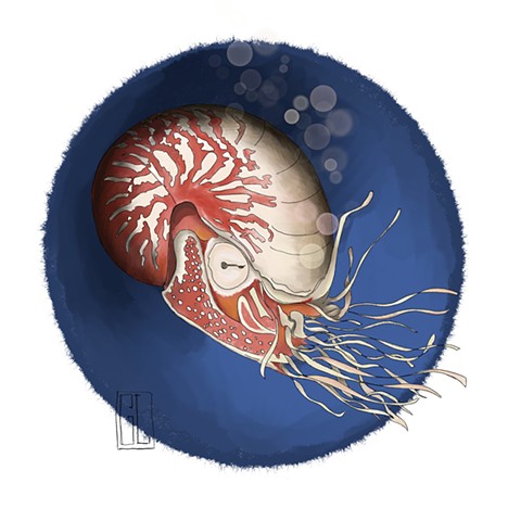 Nautilus