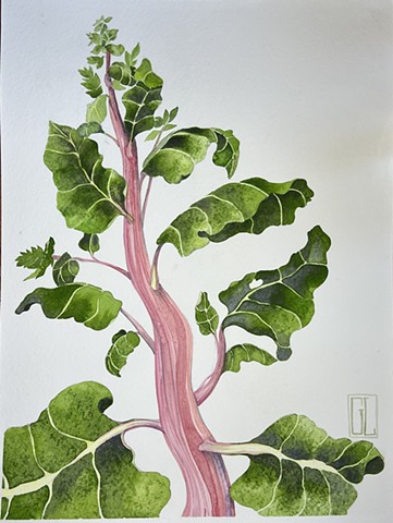 Swiss Chard 