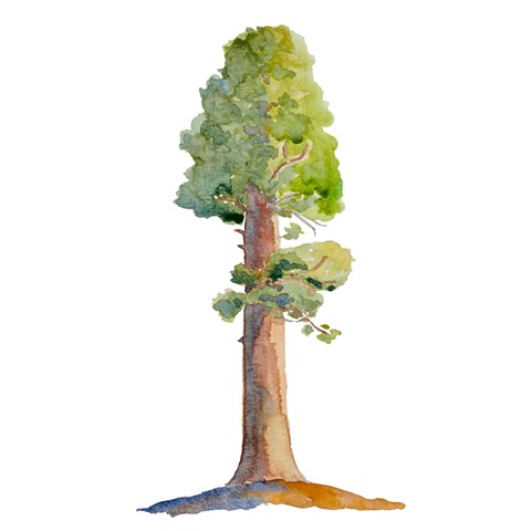 Giant Sequoia