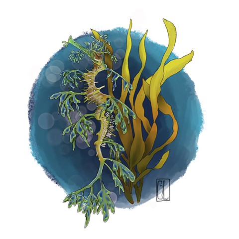 Kelp Sea Horse