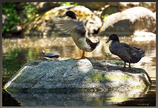 2 Ducks and a Turtle