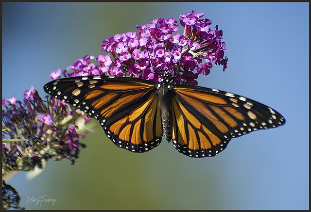 Butterfly #2