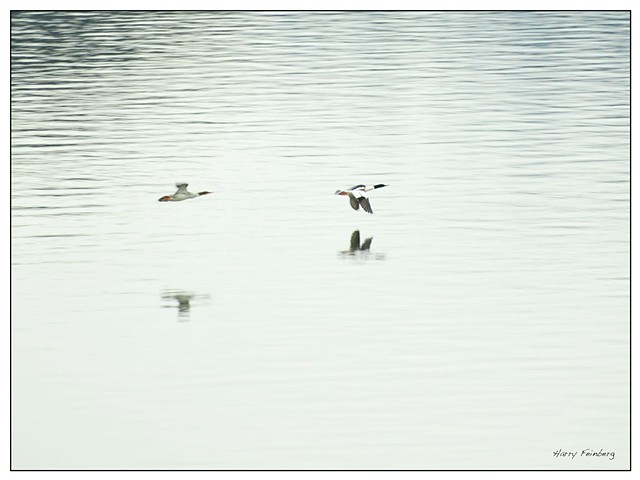 The Chase
