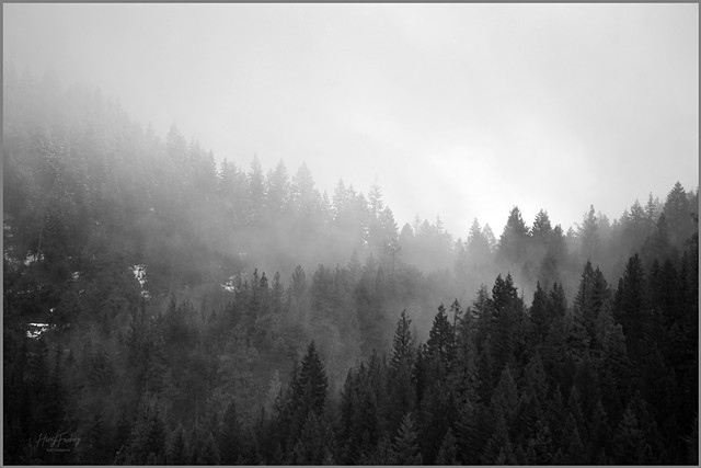 Treeline