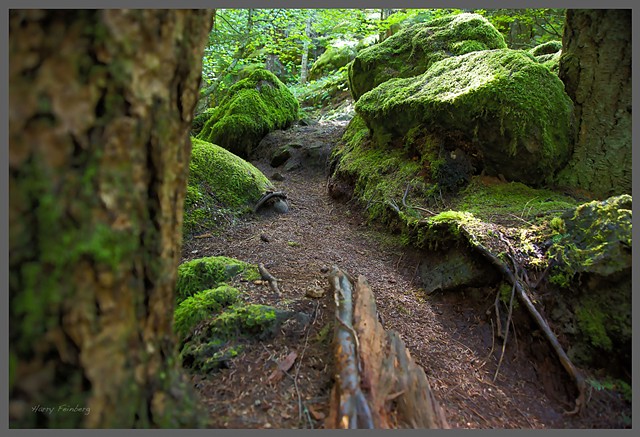 Pearsony Falls Trail