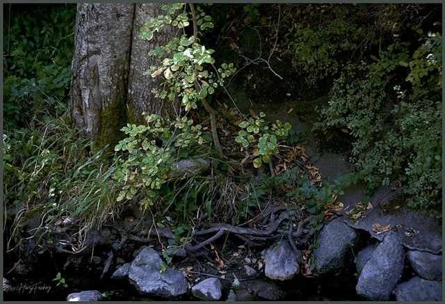 Shoreline South Fork Sacramento River