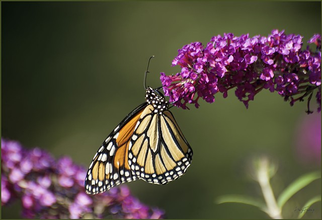 Butterfly #1