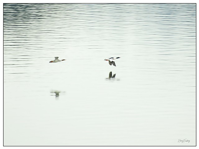 The Chase