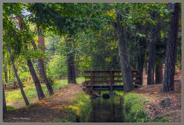 Wooded Trail