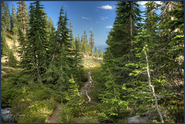 Southgate Meadows Mt Shasta