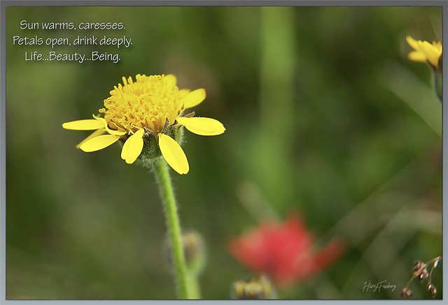 The Art of Haiku #3