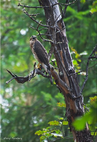 Hawk Resting Oredson-Todd Woods