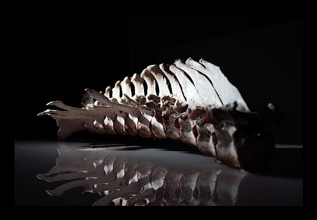 Bovine Spine