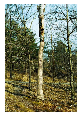 Images of Time II: Reed on a Tree