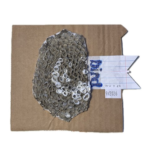 NEST