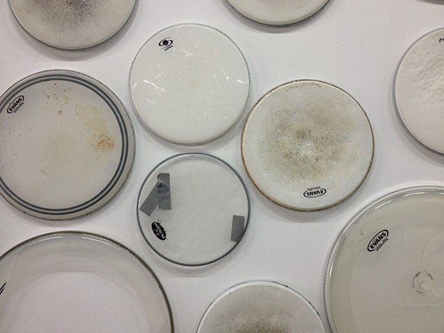 DRUM SKINS