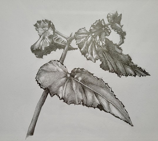 Botanical Drawings