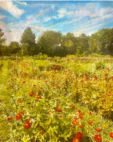 Flower Farm, Redhook NY