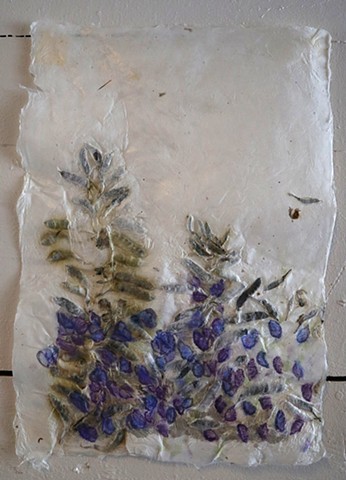 Lupine