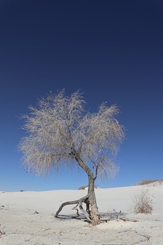 White Sands Cottonwood Running