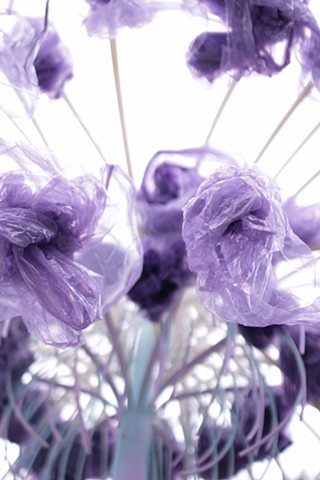 Dandelion Detail 1