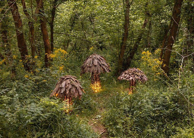 Forest Mushrooms
