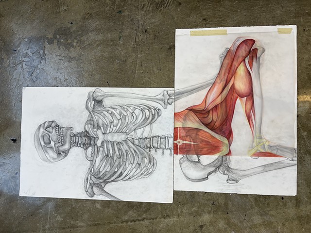 Skeleton Study