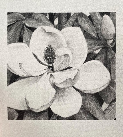 Magnolia