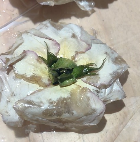 Cured Resin on Flower