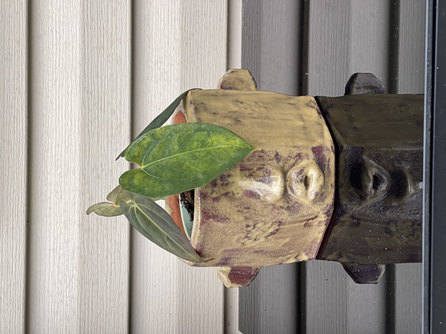 PLANTER 