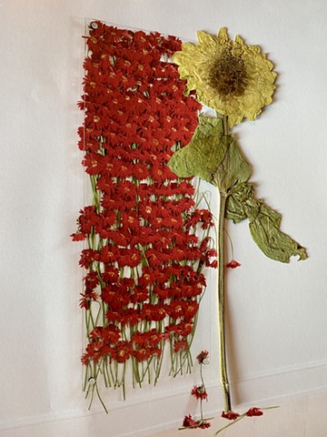 Pressed Flowers in Art Books (Anya Gallaccio)