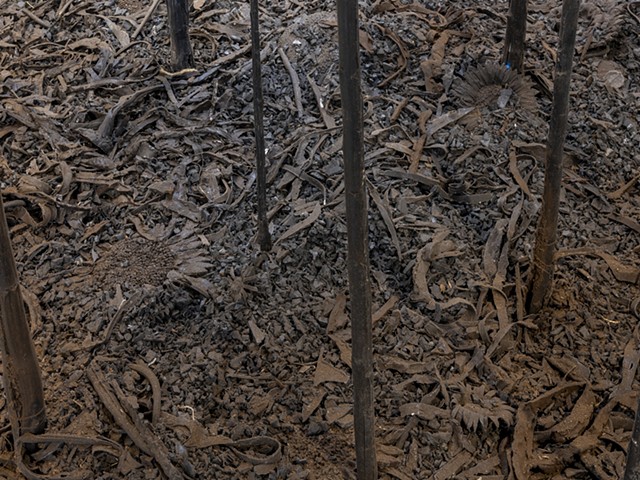 detail of mulch in Large Sunflowers