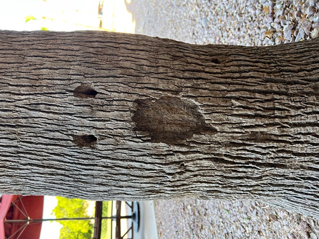 Face in the Tree