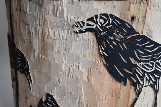 I feed the crows but not the pigeons